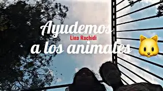 AYUDO A MUCHISIMOS GATITOS 🐱❤dandoles comida 🍲#YOAYUDOALOSGATOS