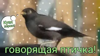 Говорящая птичка "Кузя"!