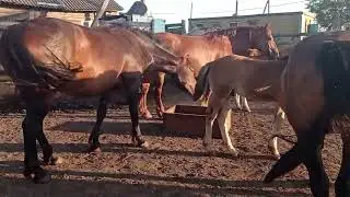 Жеребец выявил гулящую кобылу