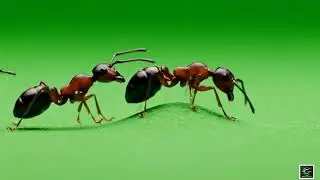 🐜 VFX Green Screen Ants – FREE GREEN SCREEN