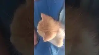 карманный котенок #природа #животные