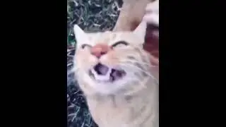 Как кайфово 