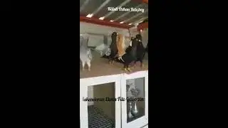 Suriye Güvercinleri Gaziantep halep kuşları