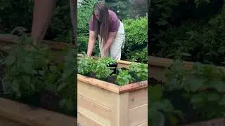 We got a garden in!  Come see!