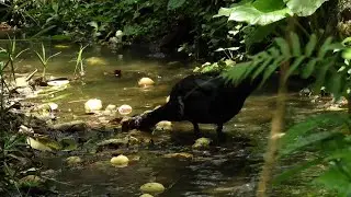 duck Muscovy | 