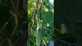 Tanam Timun Berbuah Lebat 