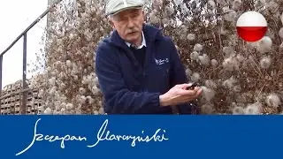 Clematis - Cięcie powojników