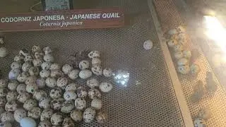 Baby Bird Eggs Hatchlings! Starting To Hatch #hatching #hatchlings #xcaretmexico #animals #cute