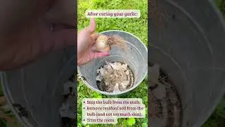 How to Clean and Store Your Garlic After Curing #shorts #garlic #garlicharvest