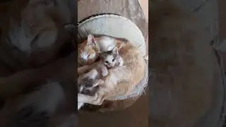 Meow Meow😁
