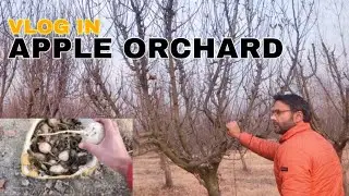 Apple 🍎 Orchard Me Gayei Sabzi B Layi 