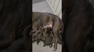 Cane Corso Puppies 13 Days Old. #puppy #canecorso #italianmastiff