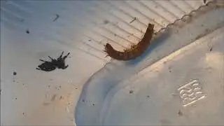 PHIDIPPUS REGIUS- ELLE 