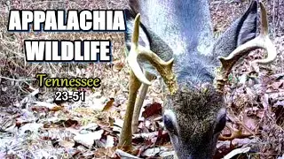 Appalachia Wildlife Video 23-51 of As The Ridge Turns in the Foothills of the Smoky Mountains