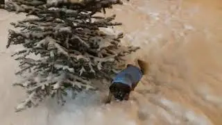 Brabanson Bruno на морозе.🐶