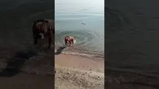 Fearless Hector is afraid of water