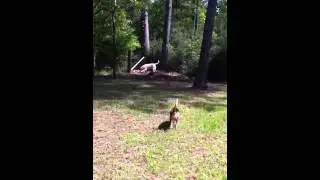 The Howling Acre