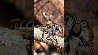 Meet the robber fly #insects #bugs #nature #outdoors