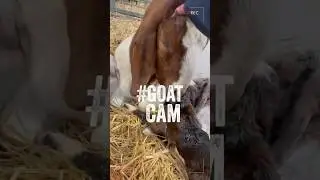 #GOATCAM 🐐📹 In this special episode, Charlie documents the live birth of #triplet #goatkids.