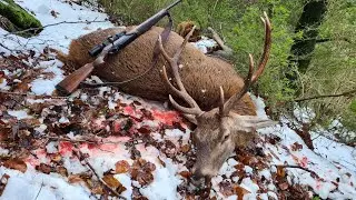 Battue au Grand Gibier - Tir d'un cerf et d'un gros sanglier sous la neige !