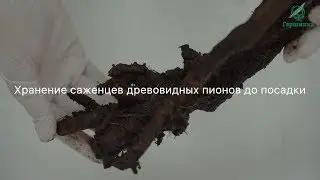 Как сохранить древовидный пион до посадки в грунт