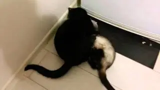 Кот и хорек.