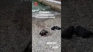 В Сочи спасли мужчину и моря
