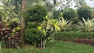 Saw Saw Hijau Hijau smp Thai