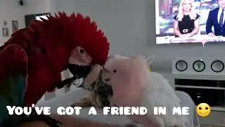 life with parrots
