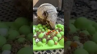 Animal wildlife 