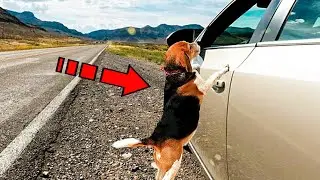 The abandoned dog clung to the car with its paws, begging its owner to open the door for him. To tea