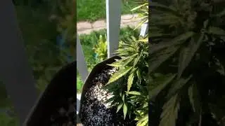 What is happening with my cannabis plants? Ep 3: Phosphorus deficiency