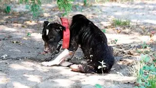 Everyone was shocked by what they did to him! He lost interest in life!
