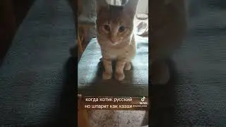 Русский котик в 🇰🇿🐈  #2024 #youtube