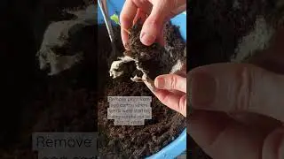 How to transplant seeds started in egg cartons 