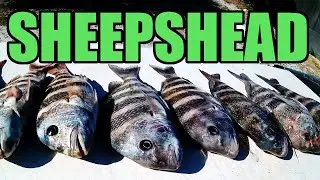 Baits, Rigs, Gear, Sheepshead Fishing Tips