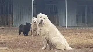 Жизнь Питомника Тимерташ