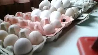 Кормление птицы в зимне-весенний период.