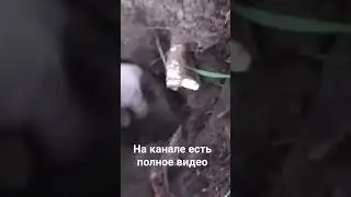 Нашел схрон фальшивомонетчиков