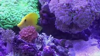 Reef Tank 2018 , Meditation