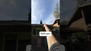 $200 to catch🛸