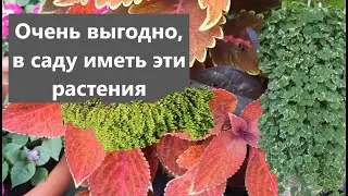 Ornamental foliage plants will decorate any garden. Part 2.