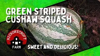 Growing Squash | Green Striped Cushaw Squash | Sweet and Delicious