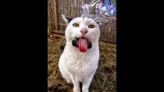 Try Not To Laugh   Funny Animals Compilation 2017