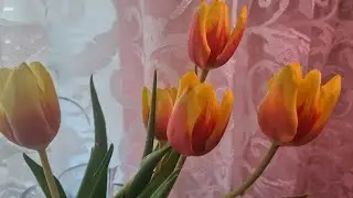 Закупились к празднику/Нет света.
