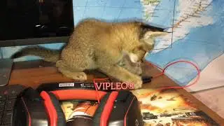 VIPLEO®. Каракет ф1. Caracat f1.