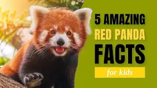 WOW! Top 5 Red Panda Facts for Kids