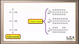 WCLN - Synthesis and hydrolysis of fats - Biology