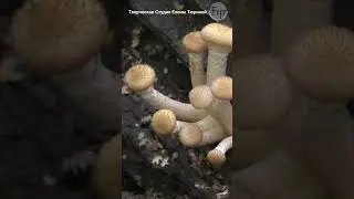 Autumn honey fungus mushroom 