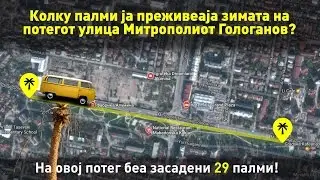 Колку палми ја преживеаја зимата на потегот на булеварот Митрополит Теодосиј Гологанов?